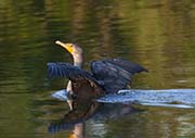 Picture/image of Double-crested Cormorant