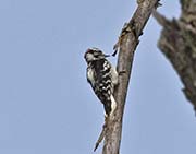 Picture/image of Downy Woodpecker