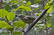 Black-throated Blue Warbler