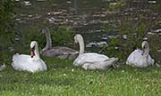 Picture/image of Mute Swan