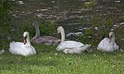 Picture/image of Mute Swan