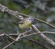 Picture/image of Philadelphia Vireo