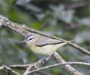 Picture/image of Philadelphia Vireo