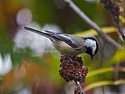 Picture/image of Black-capped Chickadee