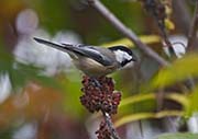 Picture/image of Black-capped Chickadee