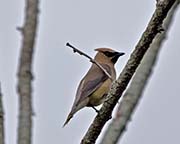 Picture/image of Cedar Waxwing