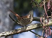 Picture/image of Brown Thrasher