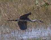 Picture/image of Great Blue Heron