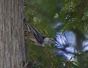 Picture/image of White-breasted Nuthatch