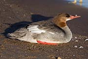 Picture/image of Common Merganser