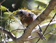 Picture/image of Eastern Bluebird