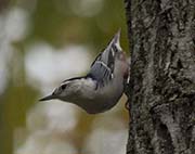 Picture/image of White-breasted Nuthatch