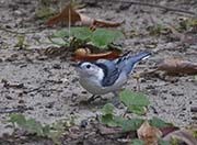 Picture/image of White-breasted Nuthatch
