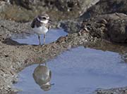 Picture/image of Semipalmated Plover