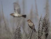 Picture/image of House Sparrow