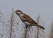 Picture/image of House Sparrow