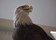 Picture/image of Bald Eagle