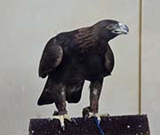 Picture/image of Golden Eagle