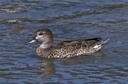 Picture/image of Green-winged Teal
