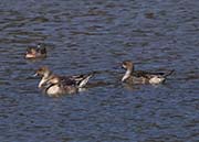 Picture/image of Northern Pintail