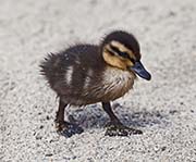 Picture/image of Mallard