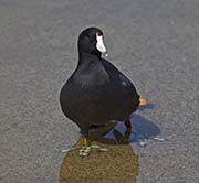 Picture/image of American Coot