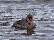 Picture/image of Pied-billed Grebe