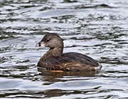 Picture/image of Pied-billed Grebe