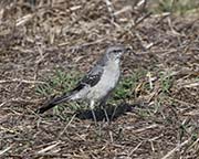 Picture/image of Northern Mockingbird