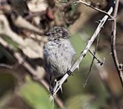 Picture/image of Wrentit