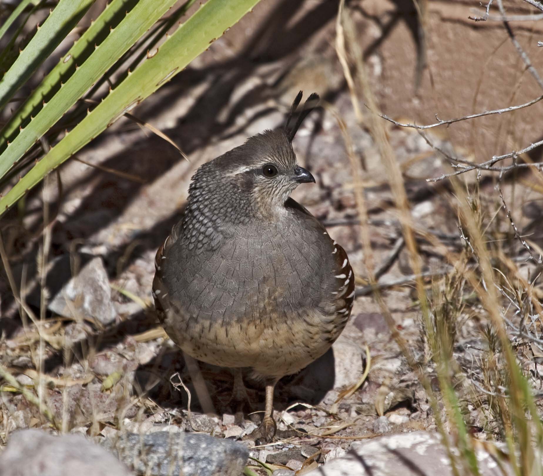 Pictures and information on Gambel's Quail
