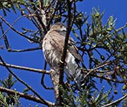 Picture/image of Cooper's Hawk