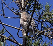 Picture/image of Cooper's Hawk