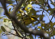 Picture/image of Townsend's Warbler