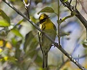Picture/image of Townsend's Warbler