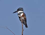 Picture/image of Belted Kingfisher