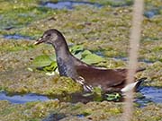 Picture/image of Common Gallinule
