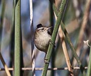 Picture/image of Marsh Wren