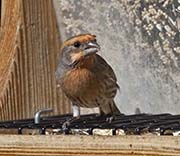 Picture/image of House Finch