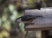 Picture/image of White-breasted Nuthatch