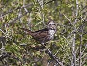 Picture/image of Savannah Sparrow
