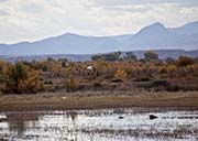 Picture/image of Bernardo Waterfowl Management Area