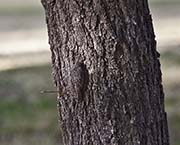 Picture/image of Brown Creeper