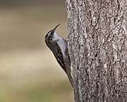 Picture/image of Brown Creeper