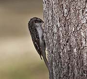 Picture/image of Brown Creeper
