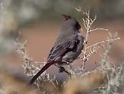 Picture/image of Pyrrhuloxia