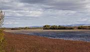 Picture/image of Bosque del Apache