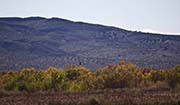 Picture/image of Bosque del Apache