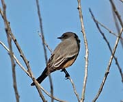 Picture/image of Say's Phoebe
