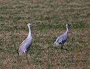 Picture/image of Sandhill Crane